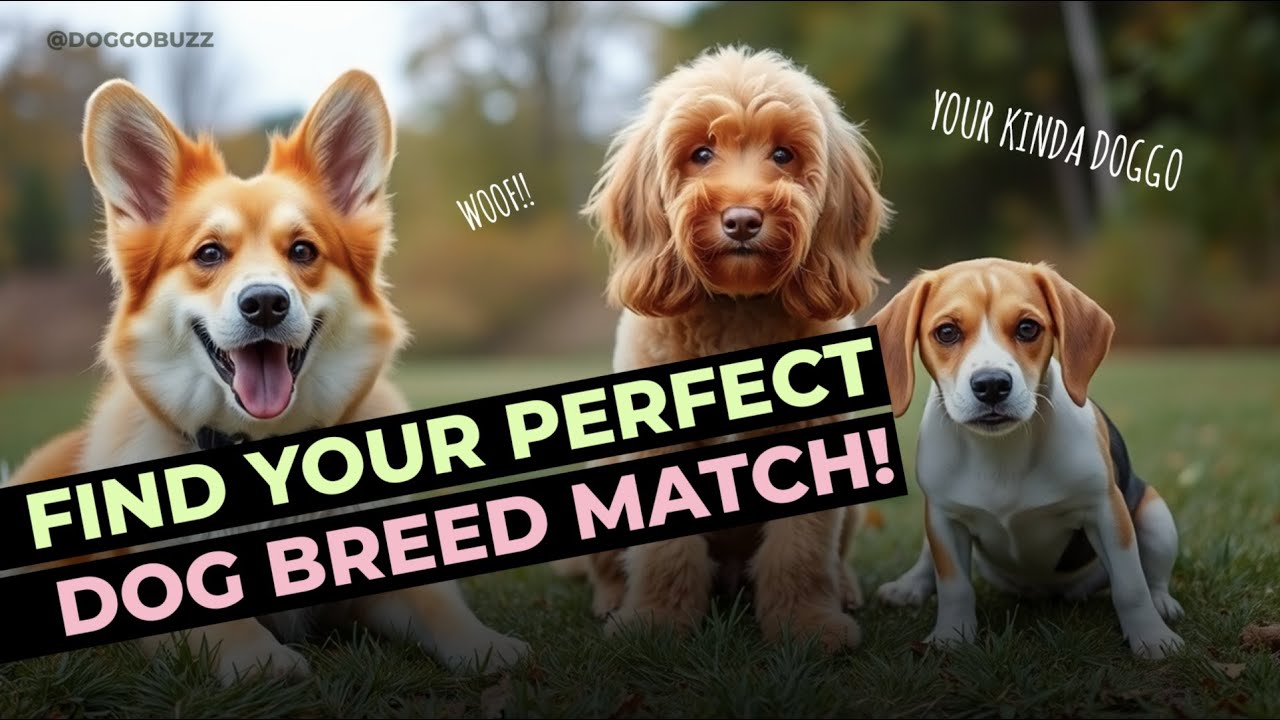 Find Your Perfect Dog Breed Match YouTube find-your-perfect-dog-breed-match-youtube