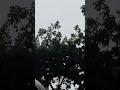 the sound of rain in december