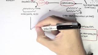 Part I - Aracidonic Acid Metabolites