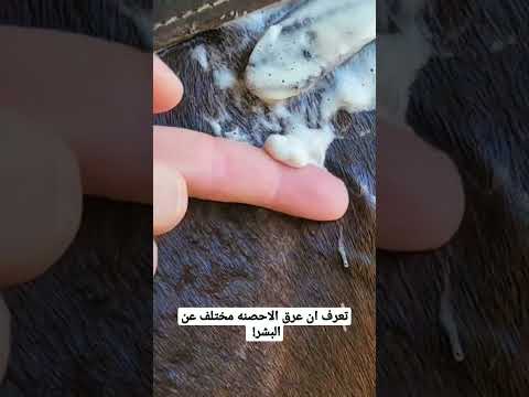 تعرف إن عرق الاحصنه مختلف عن البشر
