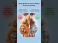 Obese Mother vs Normal Mother During Pregnancy | What Happens to the Baby? #sciencs #pregnancy
