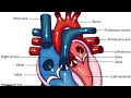 Biology Human System #Circulaotory system#Heart #CDS/CAPF/AFCAT