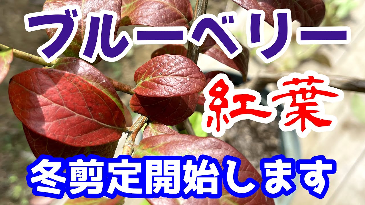 ブルーベリー栽培 紅葉開始が剪定開始の合図 冬剪定開始します Youtube