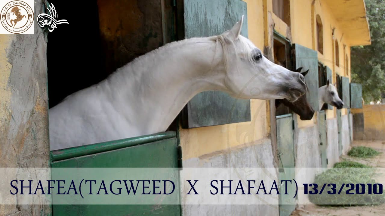 زيارة لعنبر طلائق محطة الزهراء