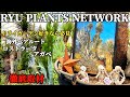 【RYU PLANTS NETWORK】徹底取材SP!!ドライガーデンの全てが詰まったハウスと植物愛に溢れたRYUさんとの貴重な撮影映像は必見です。
