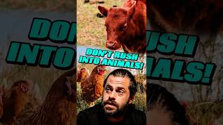 Don't Rush Into Farm Animals: Five Things to Know First