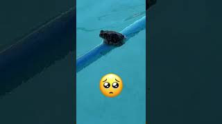Frog in the Pool 🐸
