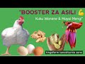Booster Za Asili Za Kuku Zinaongeza Uzito Na Mayai Haraka Kingofarm Tunazitumia 