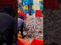 Muttam JPR Harbour | Beautiful Fishing Harbour in Kanyakumari | Sea Life Shorts 🌊🎣