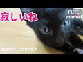 27　寂しいけれど仕方がないのです。【保護子猫】