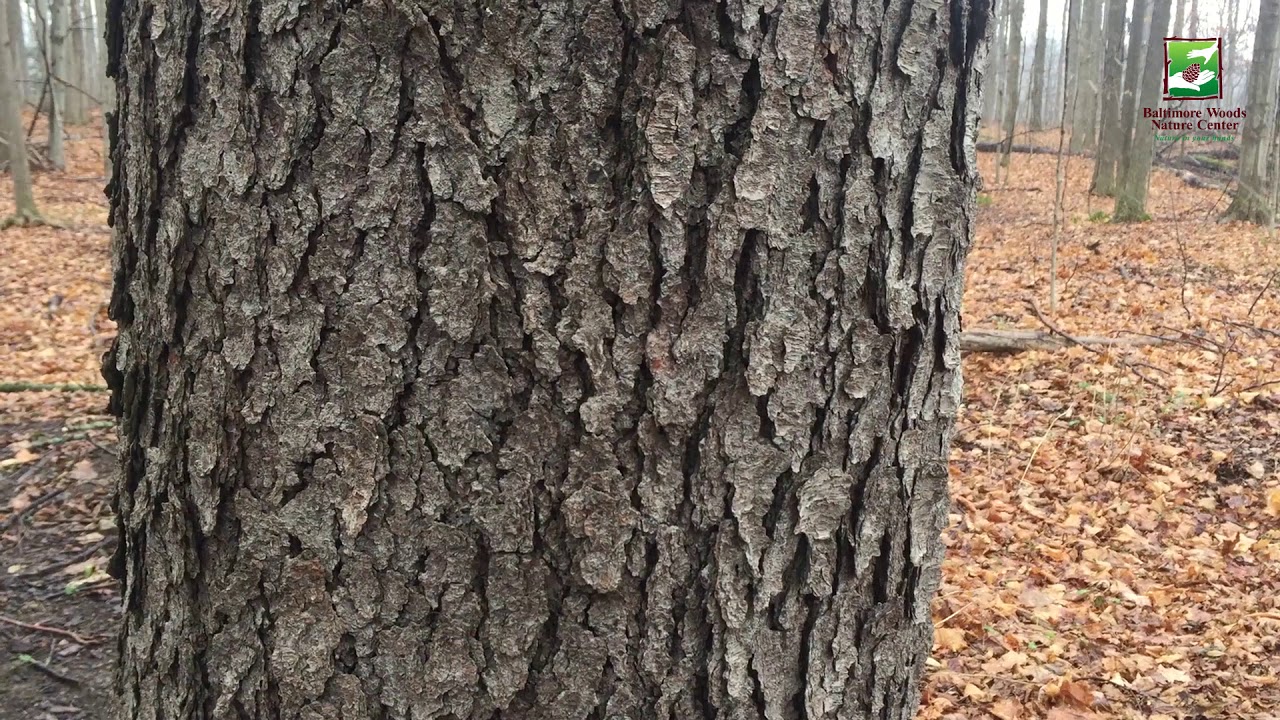 Naturalist Check-in: Tree Bark Art - YouTube