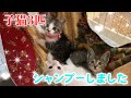 ノミのフンだらけだった子猫達をシャンプーし、見違えるような美猫に！【3 kittens】