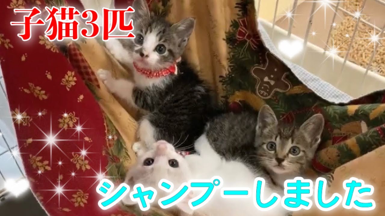 ノミのフンだらけだった子猫達をシャンプーし 見違えるような美猫に 3 Kittens Youtube