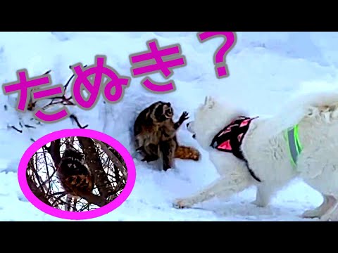 CC - 突然道でたぬきと遭遇！Dog & Raccoon サモエド犬らっきー10か月 Samoyed LUCKY Niseko Hokkaido Japan FEB 2022 エキノコックス要注意