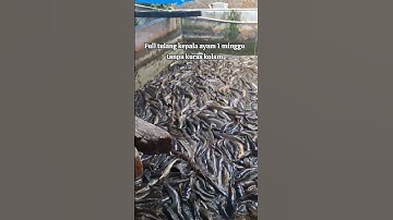 sampah tulang ayam menumpuk 1 minggu tidak di kuras #ikan #leleorganik #ikanlelejumbo #kolamikan