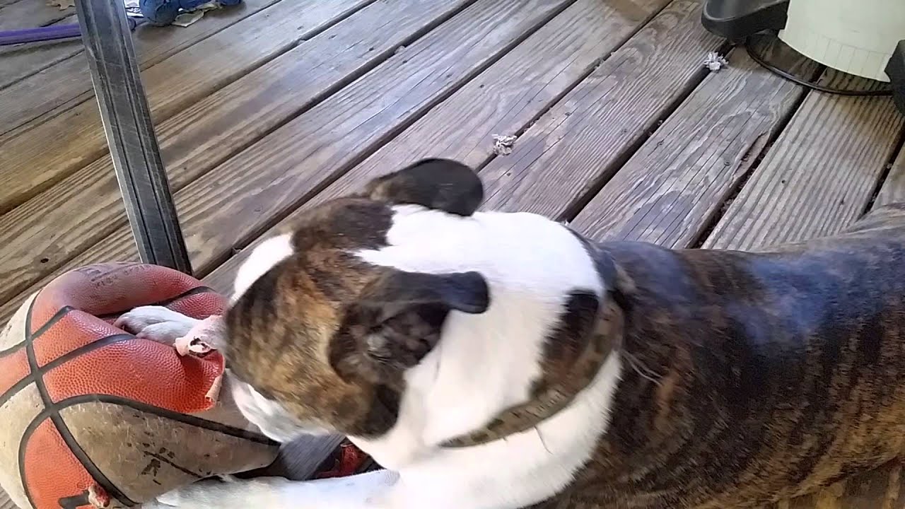 boston terrier english bulldog