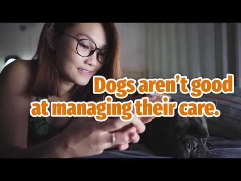 Βίντεο: Barking το 2018 ως το έτος του σκύλου