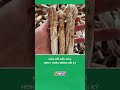 Nấm mối đầu mùa hơn 1 triệu đồng mỗi ký #nongnghiepmientay