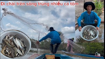 Hôm nay hai vợ chồng đi chài trên sông bẩy tìa được nhiều tôm sú bự và cá ngát ( cuộc sống mưu sinh)