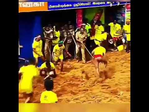 Jallikattu comedy video   Alanganallur