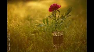 Amazing red flower in sunset field. Calm magic music for relax. Stock photo with link to find.