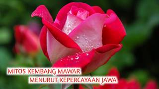 Download lagu TAK HANYA LAMBANG CINTA,INI MITOS KEMBANG MAWAR MENURUT KEPERCAYAAN JAWA 