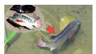 KETAPEL IKAN !! Detik Detik Nila Sirip Merah Kena Peluru Ketapel !! ketapel ikan | slingshot fishing