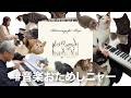 みんなで弾いてみた! 猫好きたちが、音楽をためしたくなる楽譜 #音楽おためしニャー - ヤマハ株式会社