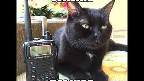 Weird Al - Hardware Store - cat version