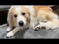 犬の様子が明らかにおかしい..隅っこに縮こまっている💦【ボーダーコリー】