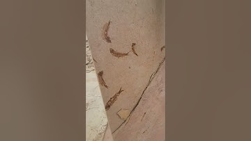 #digging #fossils #fossils #paleontology #science #fossildig #wyoming #wy #real #explore #dream