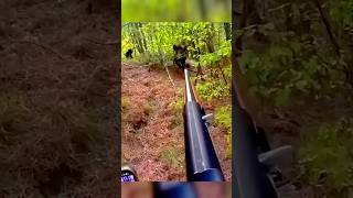 Тихая охота | Кабан в тумане 🐗#природа #wildboar #hunting #лес