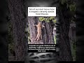 Leopards are awesome climbers for a reason—they need it to survive.