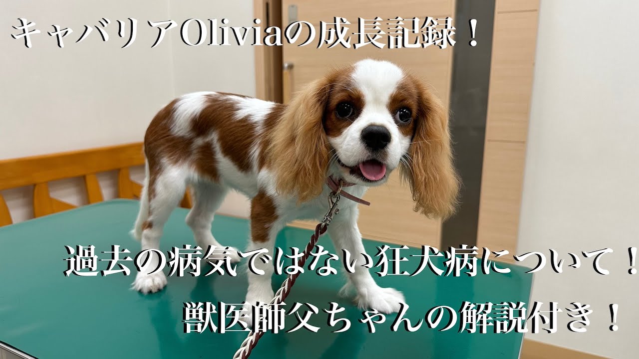 Oliviaの成長記録 狂犬病接種と狂犬病について