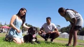 Bark in The Park San Jose 2016