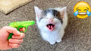 Try Not to Laugh 2024😁 New Funny Dog and Cat Video 😹🐶 Part 10