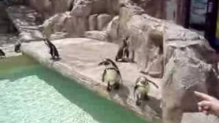 Penguins @ Marineland Mallorca