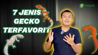 7 JENIS GECKO YANG WAJIB KALIAN PUNYA