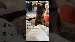 Ranking the funniest dog fails 🐕🤣 #funny #viral