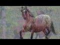 Alberta Wild Horse Song 2018