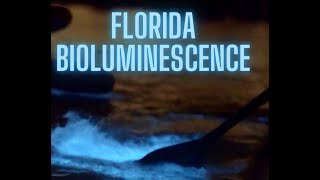 Here's Why Florida Bioluminescence Tours are the Most Magical Thing to Do in Florida Right Now