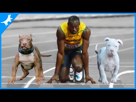 Esses Cães Podem Correr Mais Rápido Do Que O Usain Bolt