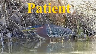 Green Heron: The Patient Feeder