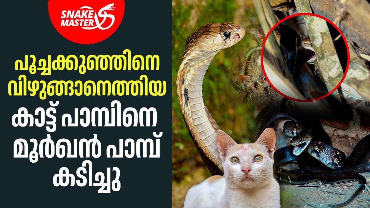 മൂർഖന്റെ തലക്ക് മുകളിൽ പൂച്ച, വായിൽ കാട്ട് പാമ്പ് | Vava Suresh | Snakemaster 1126