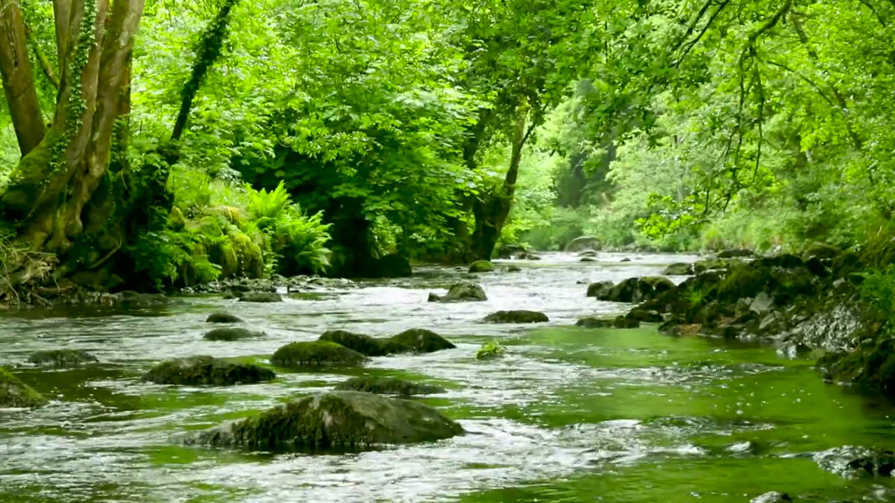 Dartmoor River passing through forest in UK. 4k Lush River Sounds