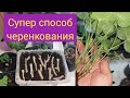 Эти черенки пеларгонии точно приживутся!