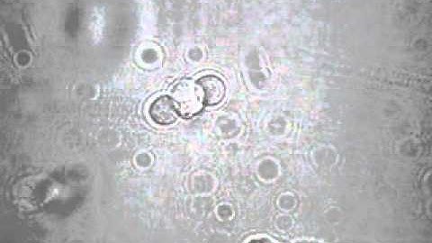 Sides Cells Squeeze Center Cell-MSCL Lab (Optoelectronic Tweezers, OET)