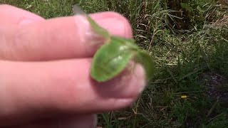 Green Stink Bug Fart & Fly Hq Hd