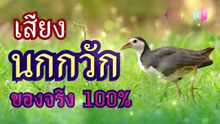 เสียงนกกวักนกไก่นา เสียงต่อนก เข้าชัวน์ 100%  #เสียงนกร้อง #นกกวัก #นกไก่นา #นกร้อง #เสียงนกกวัก screenshot 3