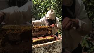 Colocación de panal de abejas